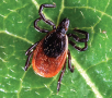 Adult deer tick (Ixodes scapularis). 