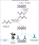 Scheme of the principle of the fluorescent in situ hybridization to localize a gene in the nucleus.