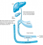 Illustration of enterohepatic recirculation. Certain drugs are secreted into bile and eventually are ...