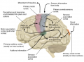 Organization of the Cerebral Cortex