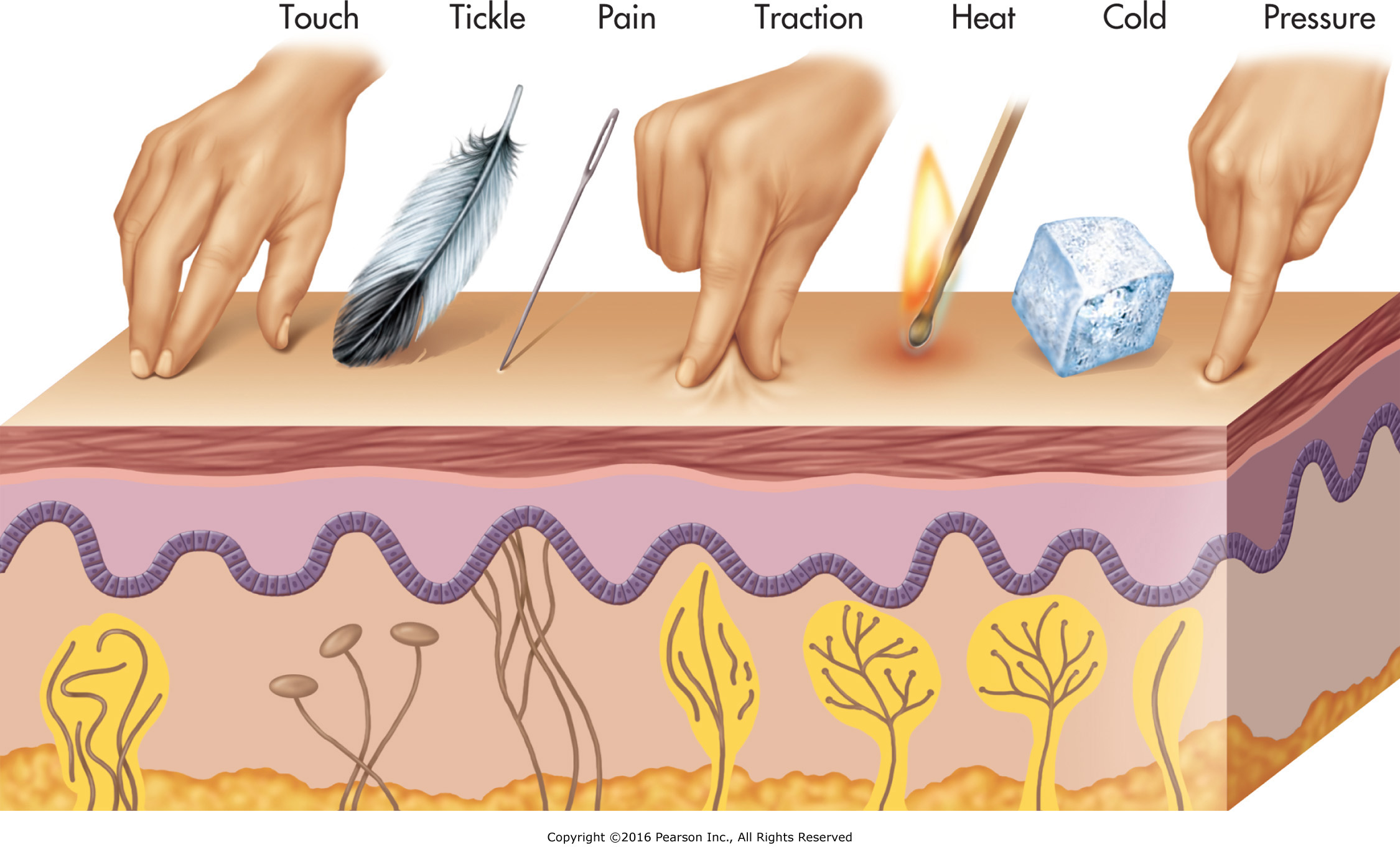 Common touch sensations.