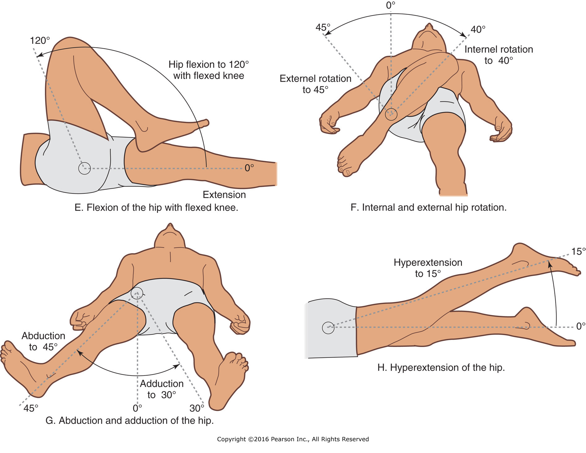 Range of motion at the shoulder and hip joints Cont. 