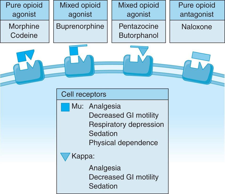 Opioid receptors.