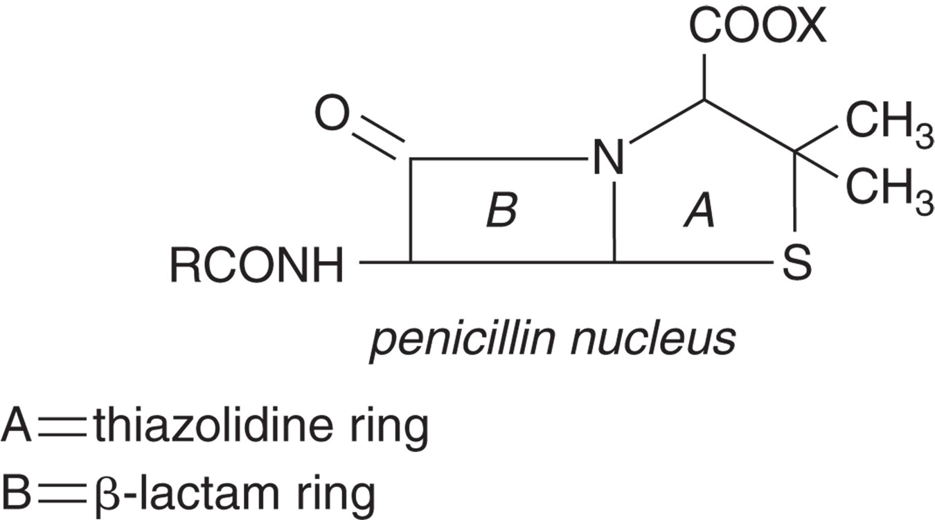 Illustration of the penicillin structure. The β-lactam ring gives penicillin its antibacterial ...