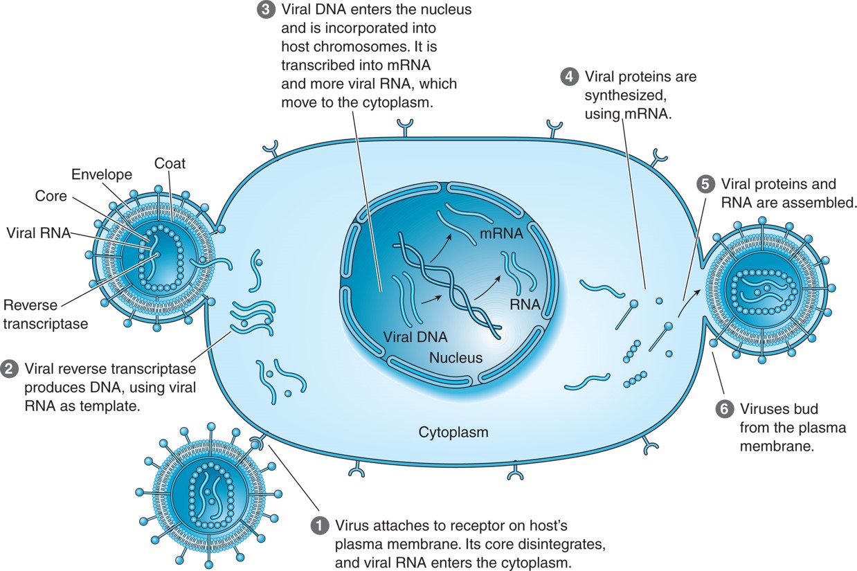 Replication of HIV.