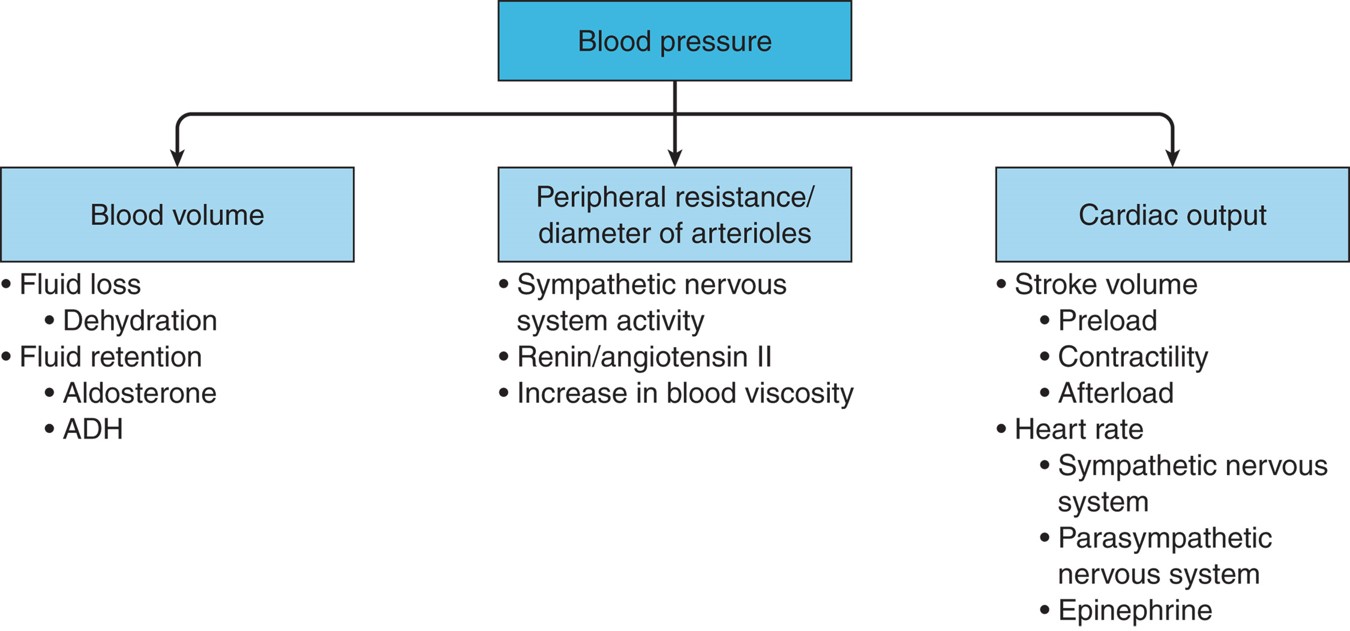 Major three factors of blood pressure.