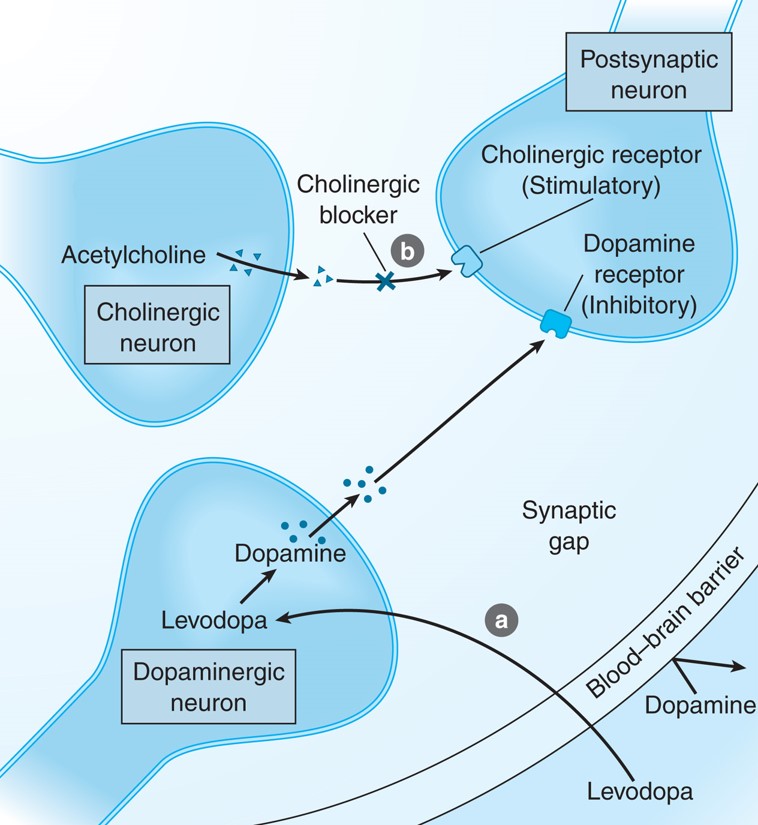 Mechanism of action of anti-parkinson drugs. (a) Levodopa therapy increases dopamine production; (b) ...