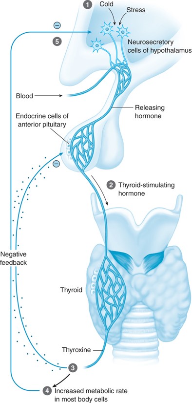 Mechanism of the thyroid gland showing a stimulus (1) that causes the release of TSH (2) and then ...