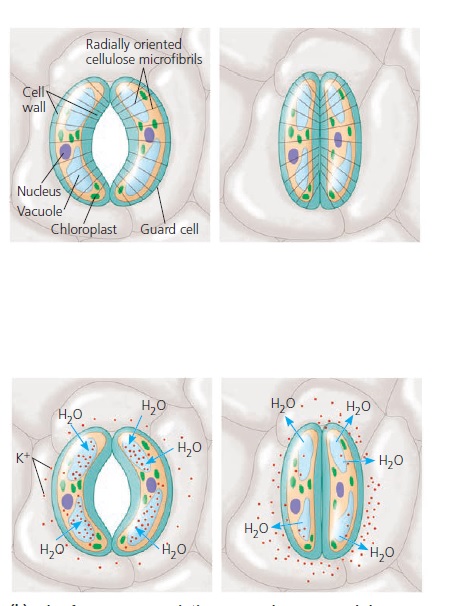 Mechanisms of stomatal opening and closing