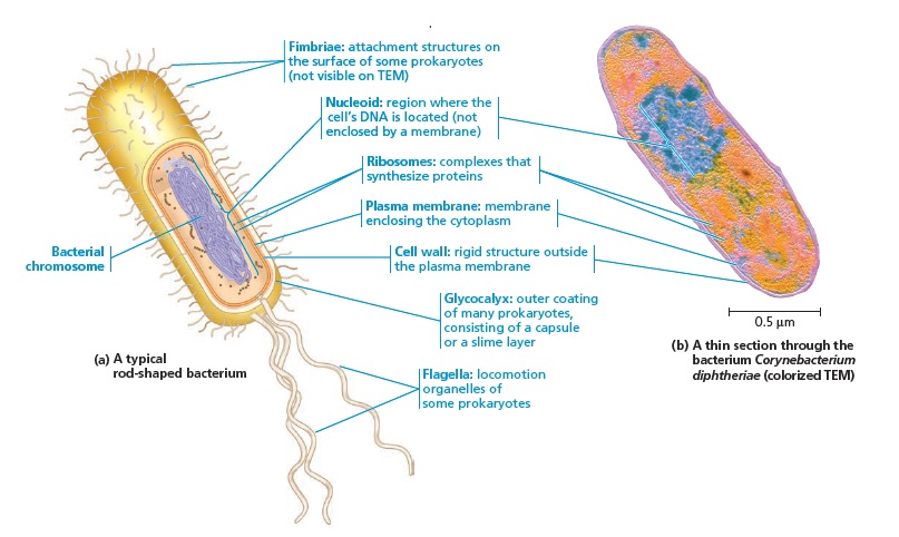 A prokaryotic cell.