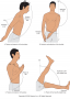Range of motion at the shoulder and hip joints.