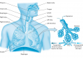 The respiratory system.