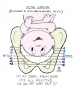 Fetal Stage