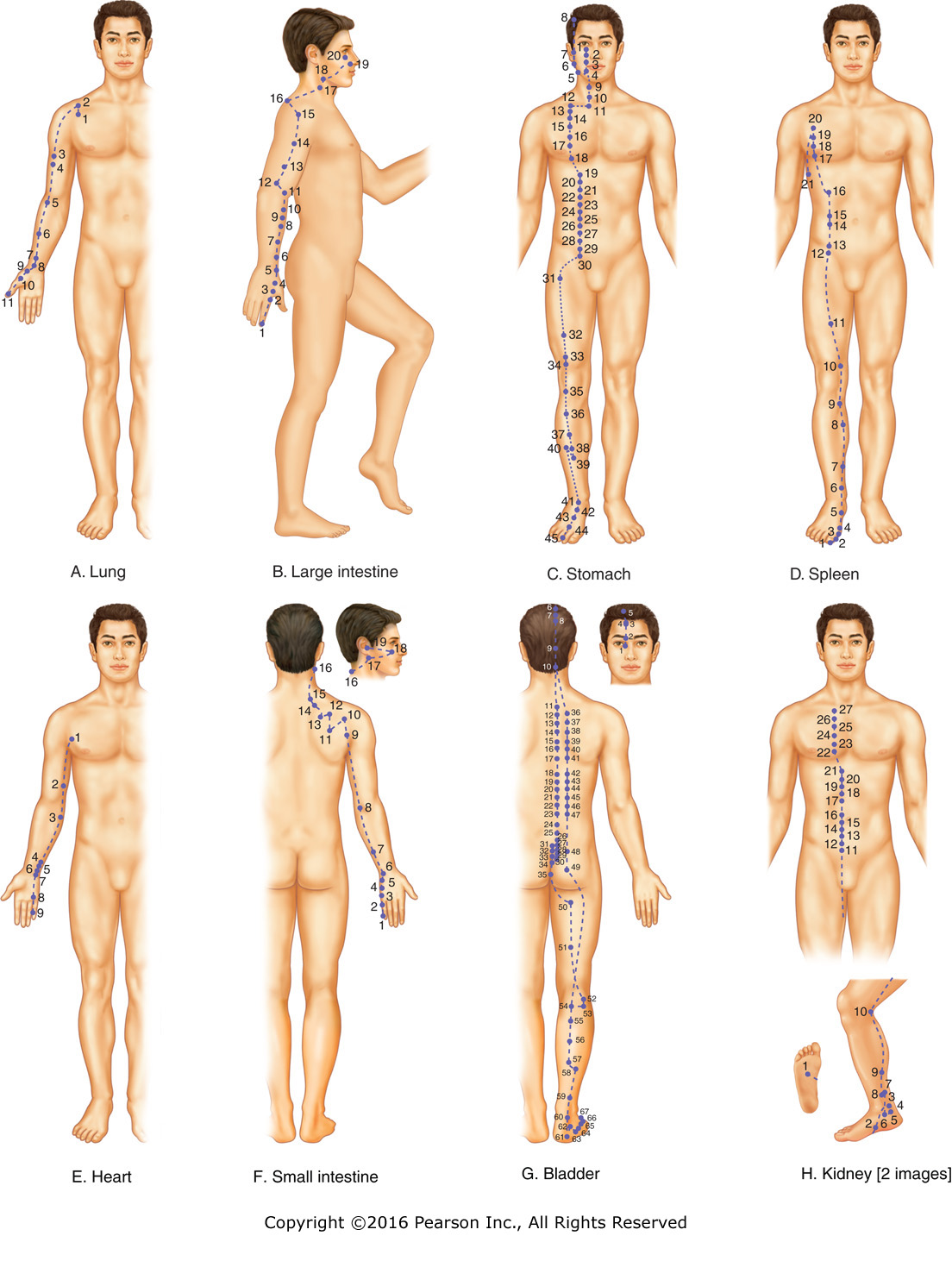 Twelve primary energy channels and the Conception and Governing Vessels of Traditional Chinese ...