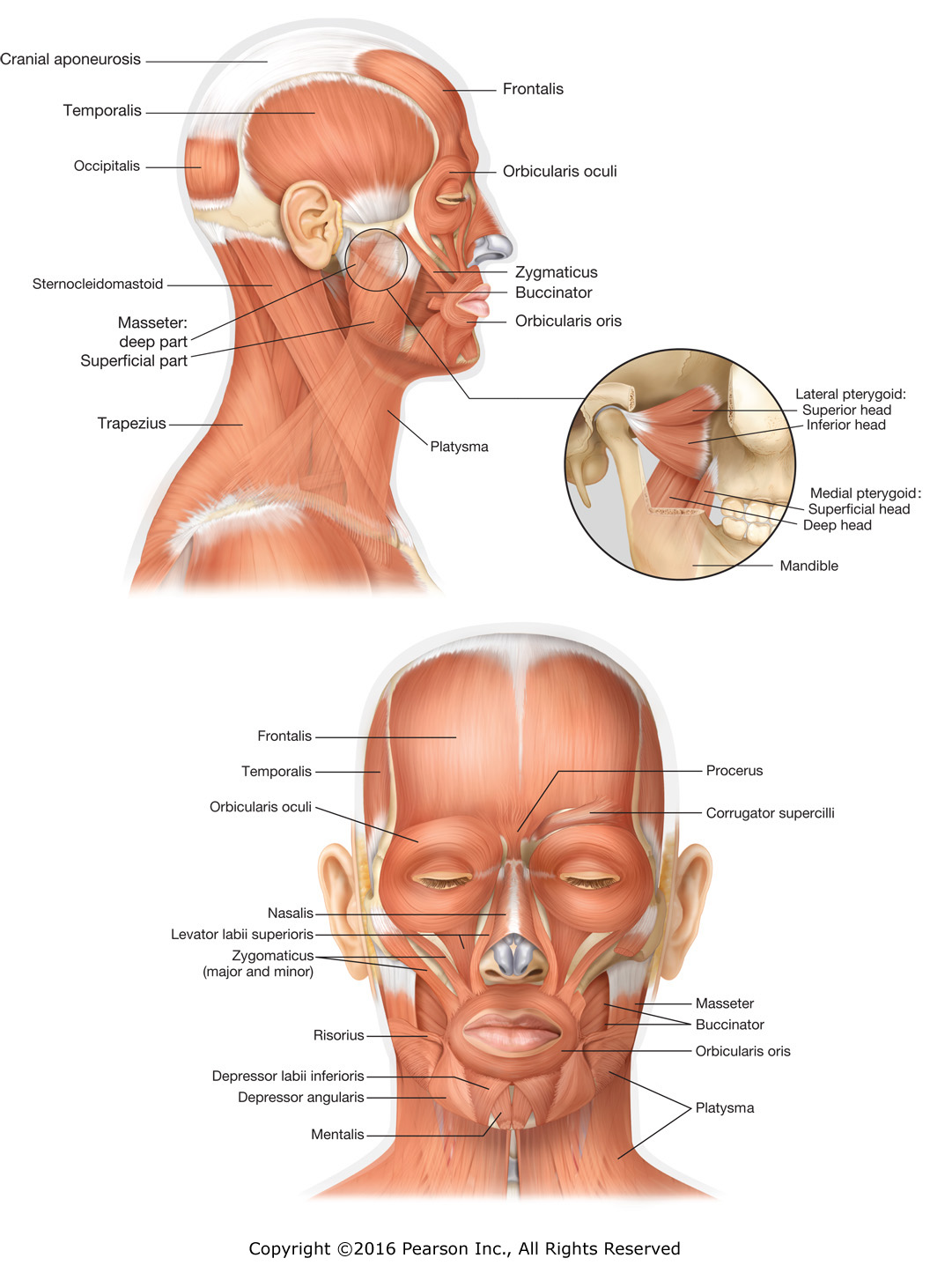 Major muscles of the face and head.