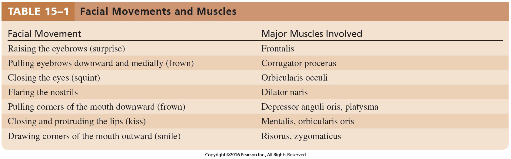 Facial Movements and Muscles