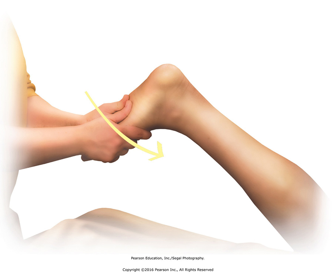 Mobilize the ankle with dorsiflexion.