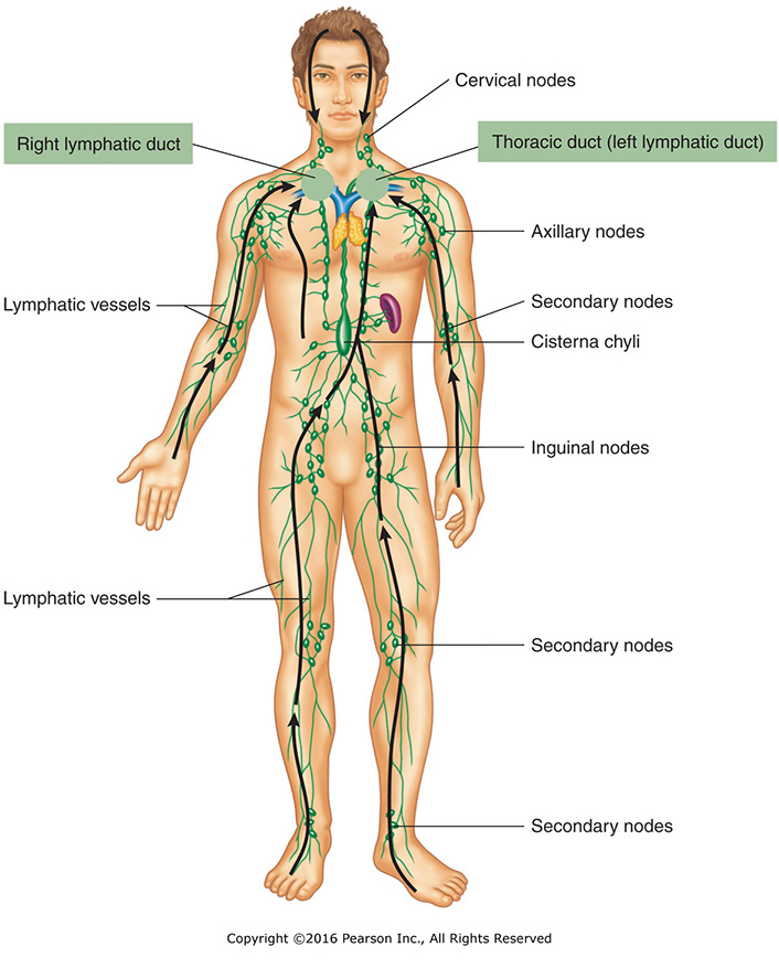 Overview of lymphatic system structures and the general direction of lymph flow from the extremities ...