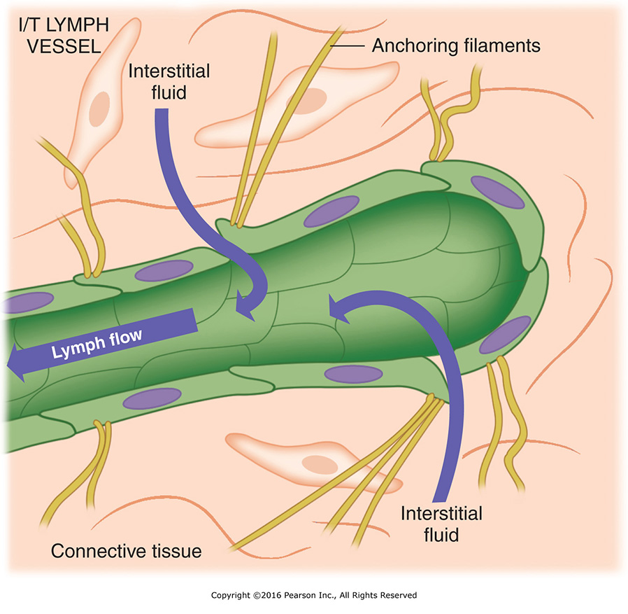 Schematic drawing of initial/terminal (I/T) lymph vessel.