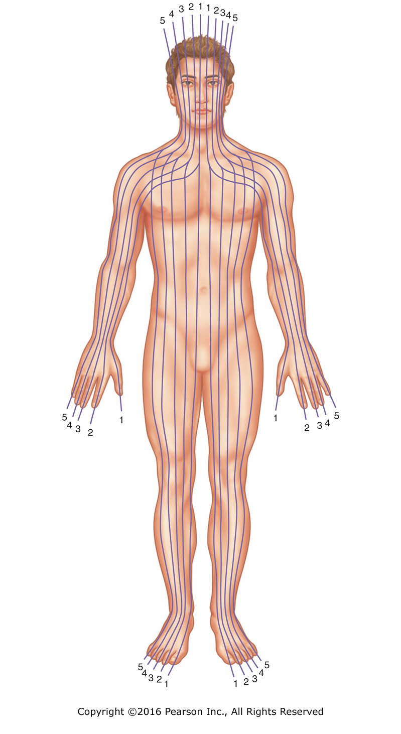 Ten longitudinal zones of reflexology.