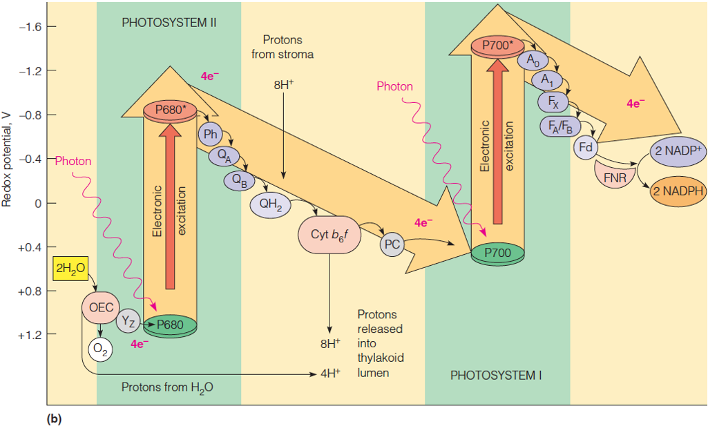 Energetics of the two-photosystem light reactions