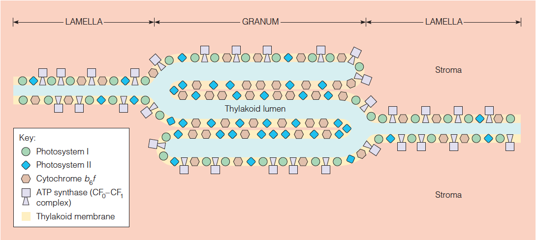 Arrangement of components of the two photosystems on the thylakoid membrane