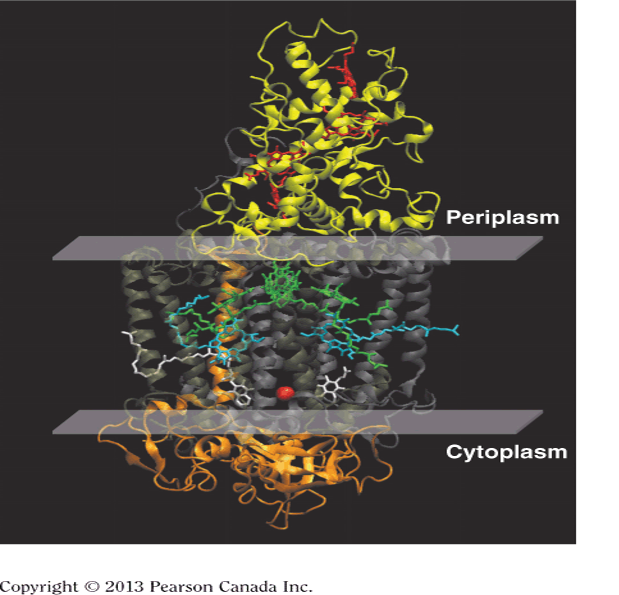 Model of a purple bacterial reaction center complex