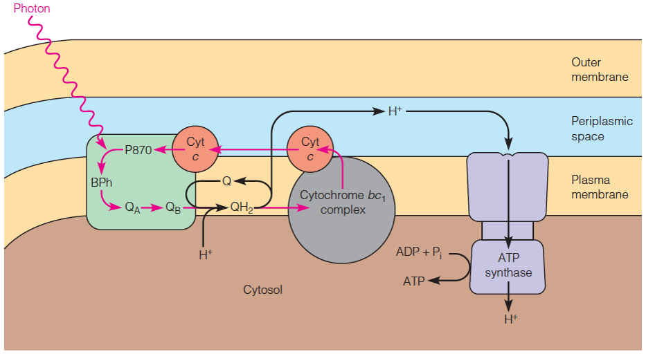 Postulated mechanism for purple bacterial photosynthesis