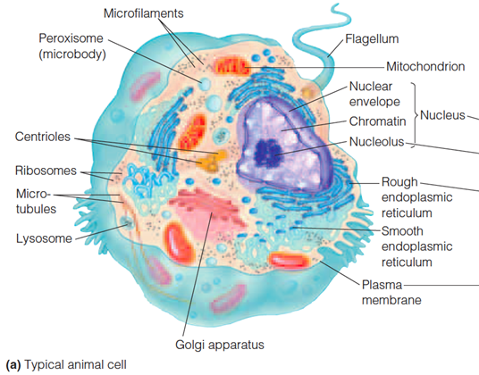 Animal Cell