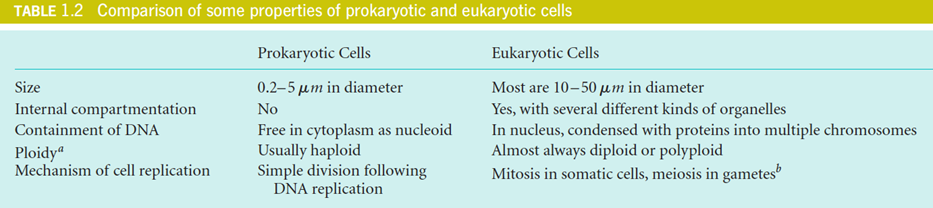 Comparison between  eukaryotic and prokaryotic cells