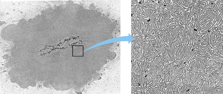 The DNA from one chromosome has a mass of ~20 billion Daltons