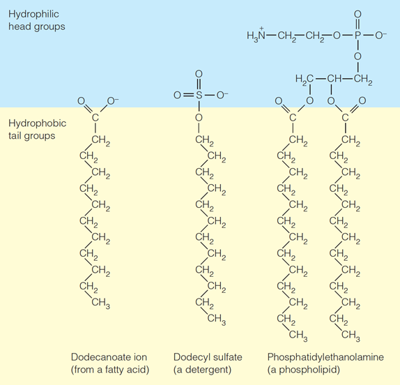 Hydrophilic Group