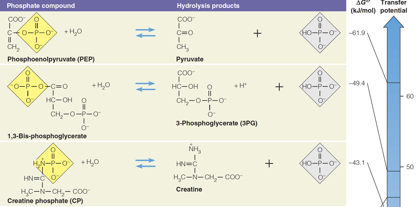 Hydrolysis reactions for some biochemically important phosphate compounds (part 1)