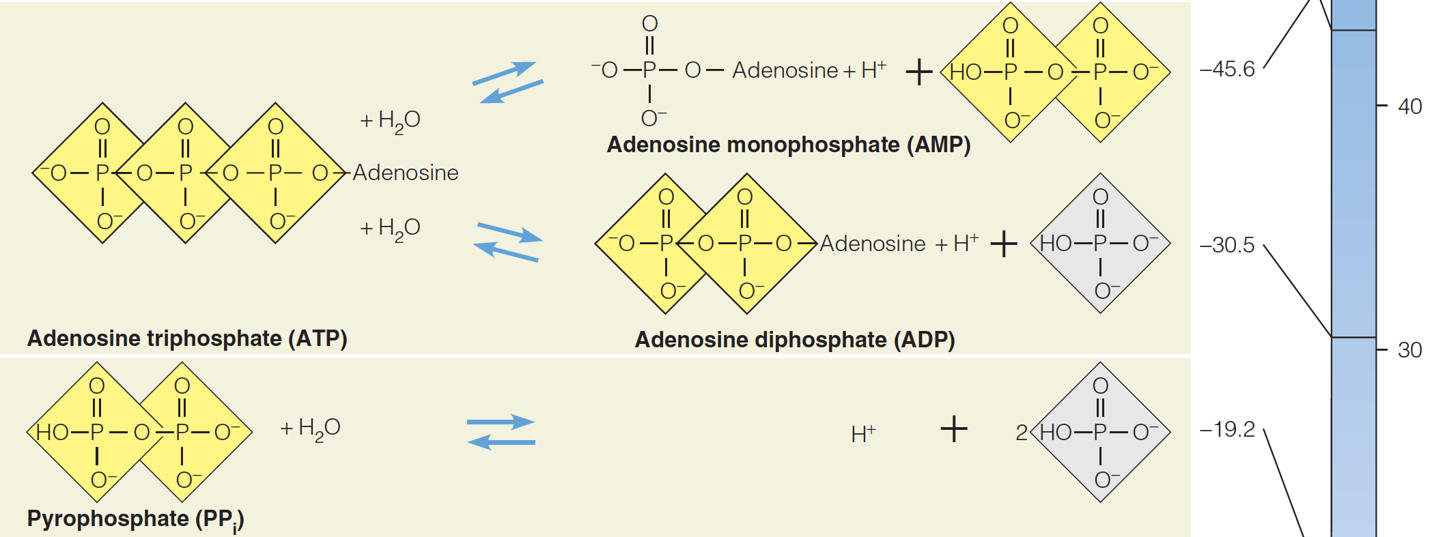 Hydrolysis reactions for some biochemically important phosphate compounds (part 2)