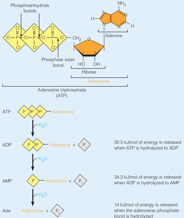 The ATP molecule and its hydrolysis reactions