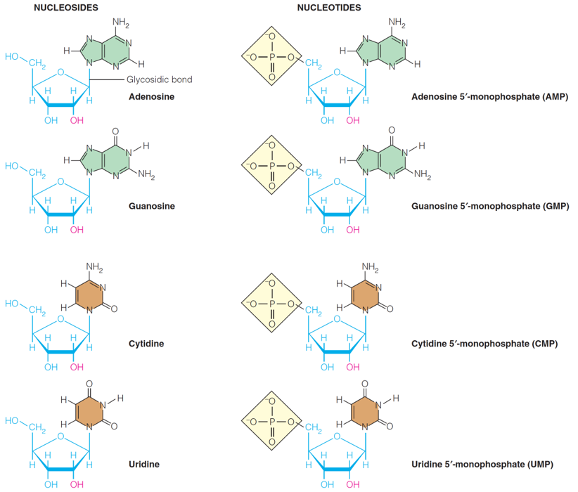 Nucleosides Vs. Nucleotides