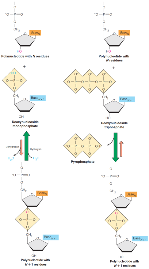 Formation of a polynucleotide by a hypothetical dehydration reaction