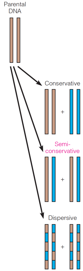 Three models of DNA replication