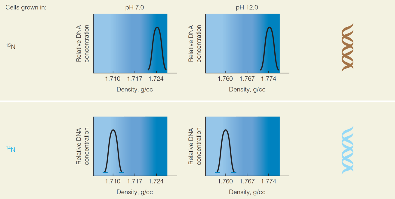 Cell Grown in 15N and 14 N: Graph of Relative DNA Concentration Vs. the Density 