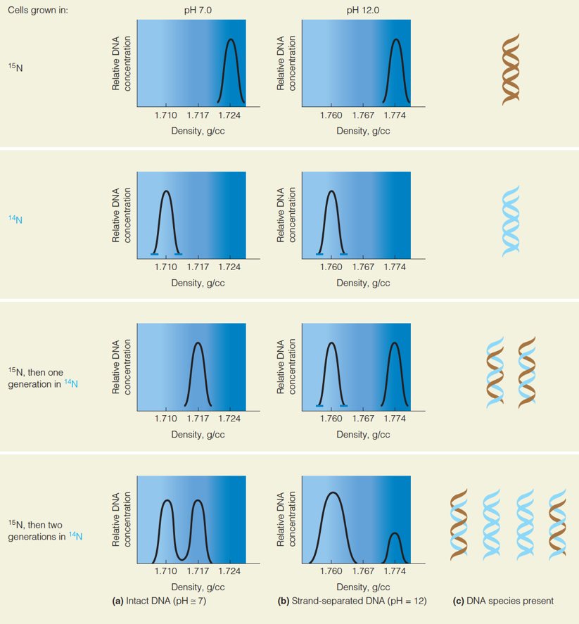 The Meselson–Stahl experiment proves DNA replicates semiconservatively