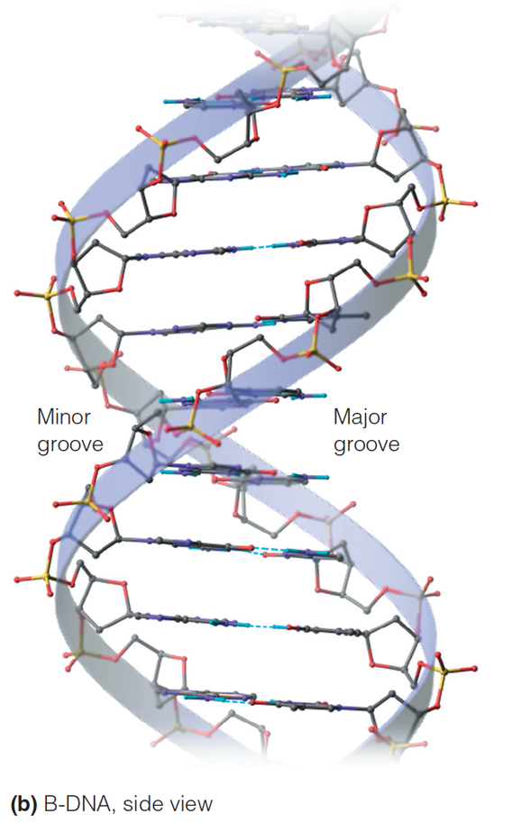 The two major forms of polynucleotide secondary structure