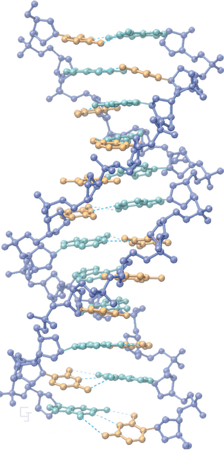 The structure of B-DNA from studies of molecular crystals