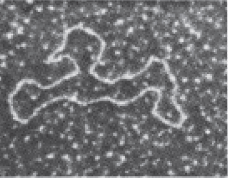 Viral single-strand DNA (circular)