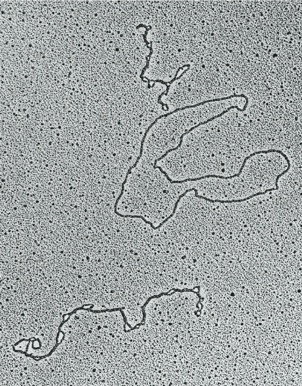 Relaxed and supercoiled DNA molecules