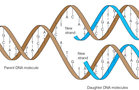 replication of DNA 