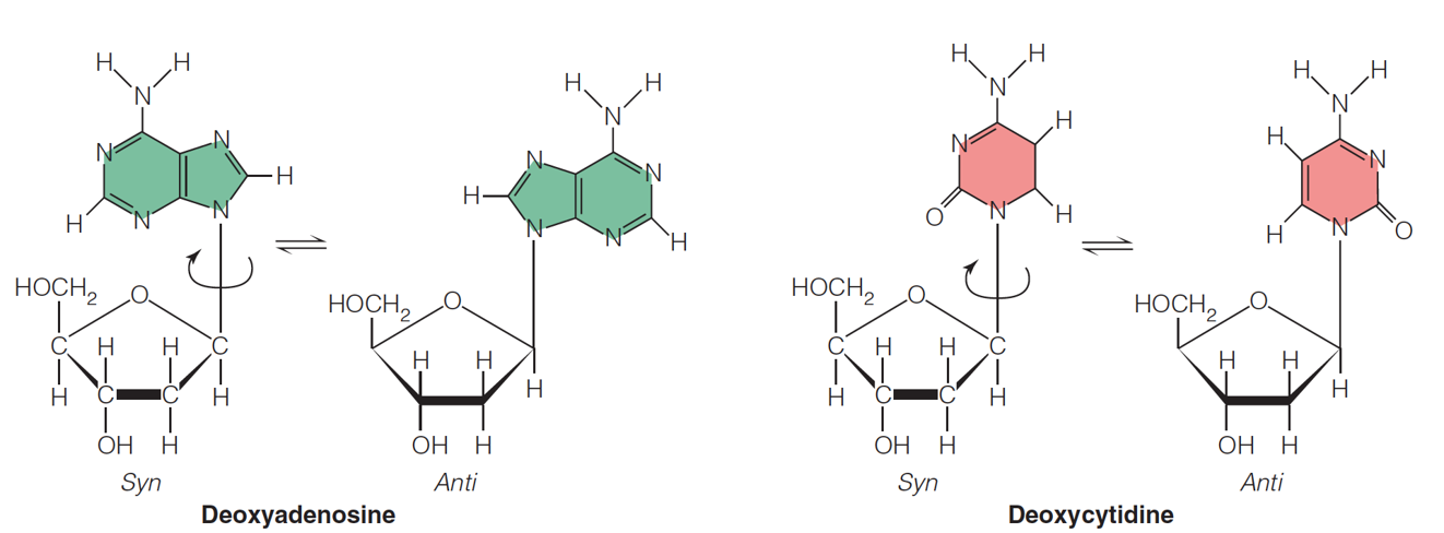 Nucleic acid bases can exist in syn or anti conformations