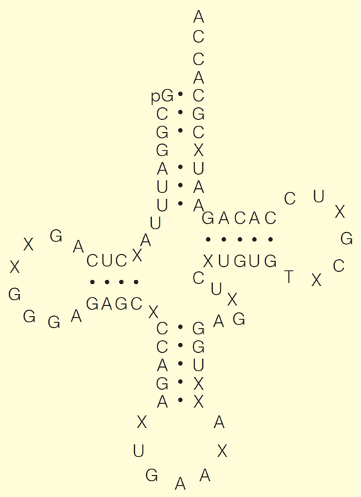 How self-complementarity dictates the tertiary structure of tRNA