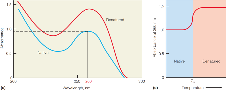 Denaturation of DNA. 