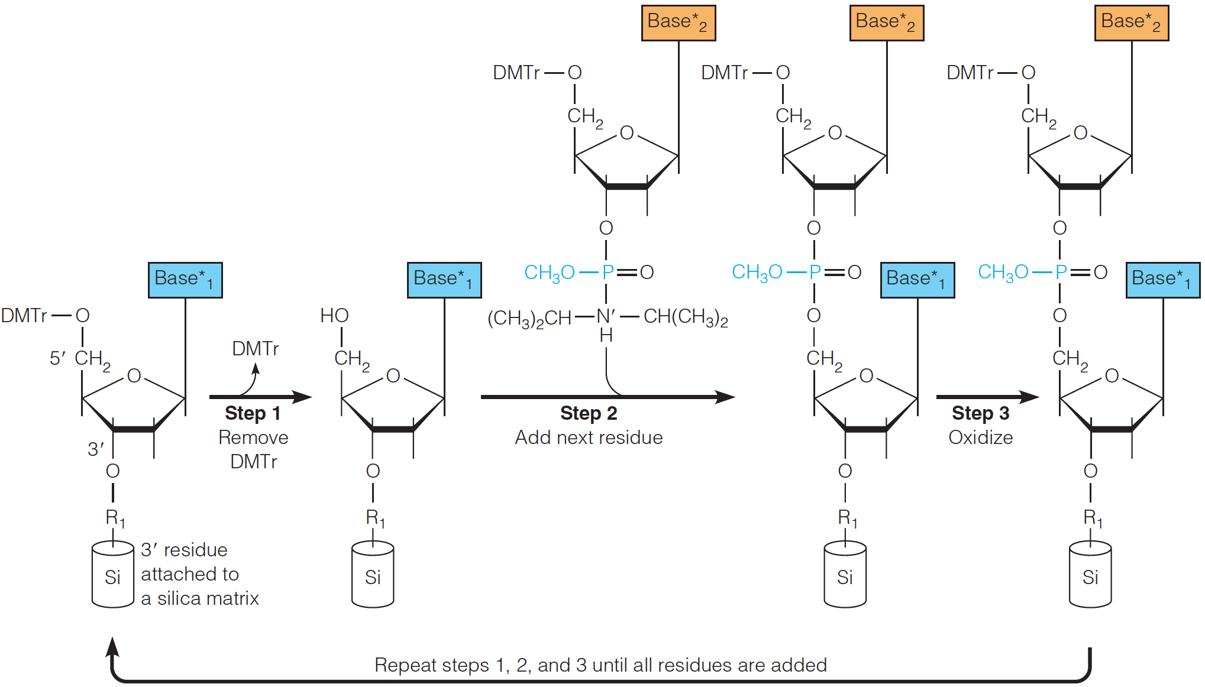 Solid-phase synthesis of oligonucleotides by the phosphoramidite method