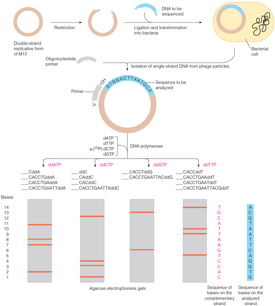 Cloning into M13 and  sequencing by the Sanger  method